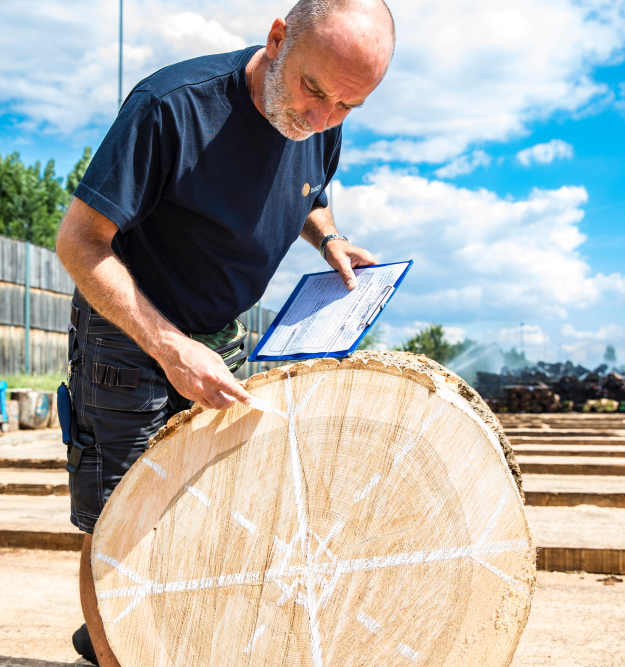 man and sawn log with measurement markings